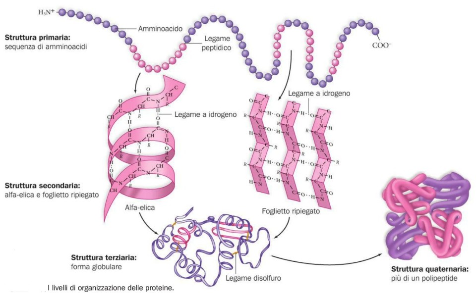 struttura_proteine